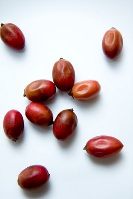 Miracle Fruit