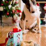 Peanut Butter Oat Dog Biscuits